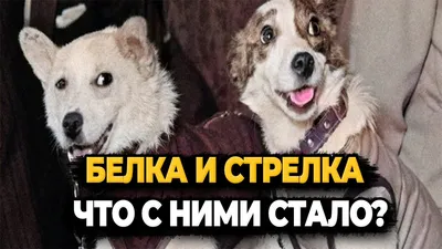 Белка и Стрелка: история первых собак-космонавтов» — создано в Шедевруме