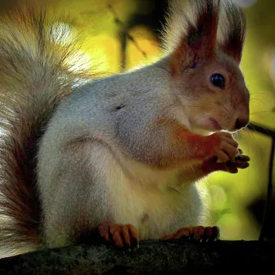 Белка обыкновенная (Sciurus vulgaris) — Зоопарк «Лимпопо» г. Нижний  Новгород – Нижегородский зоопарк