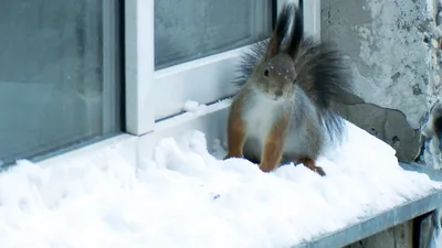 Белка обыкновенная (Sciurus vulgaris). Подробное описание экспоната,  аудиогид, интересные факты. Официальный сайт Artefact