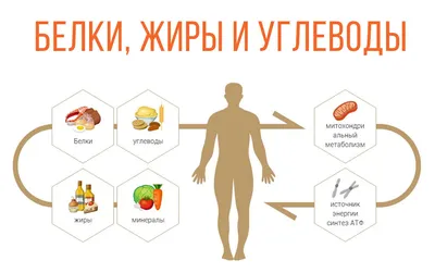 Белки, жиры и углеводы. К чему приводит недостаток или избыток |  Calorizator.ru | Дзен