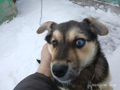 бельмо на глазу или не стоит волноваться???