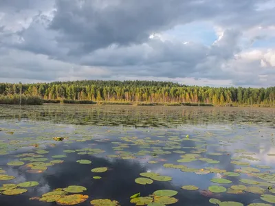 Белое озеро Николаевский район (78 фото) - 78 фото