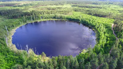 Отзывы о «Белый лис», Пензенская область, Бессоновский район, с. Сосновка,  ул. Интернациональная, д. 21 — Яндекс Карты