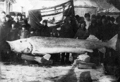 Белуга Рыба — стоковые фотографии и другие картинки Вода - Вода, Водный  организм, Голова - iStock