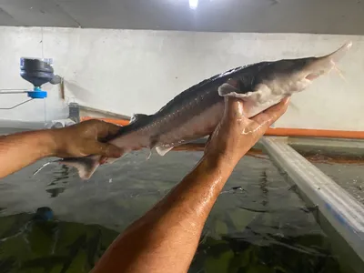 осетривая рыба калуга белуга плывет на дне аквариума. рыба под водой.  Стоковое Изображение - изображение насчитывающей глубоко, атласа: 268649437