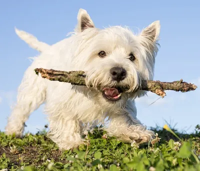 Белая швейцарская овчарка (White swiss shepherd) (Породы собак) белые  швейцарские овчарки, швейцарская овчарка купить, щенки овчарки, белый  щенок, белые швейцарские овчарки купить, щенки белой швейцарской овчарки  Энциклопедия о животных EGIDA.BY