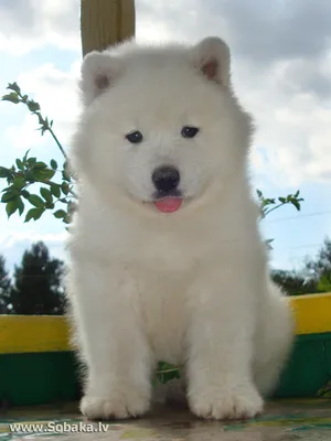 Вест хайленд терьер (West Highland White Terrier) - это веселая, игривая и  активная порода собак. Отзывы, описание и фото.