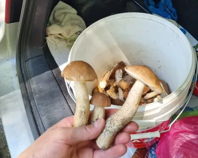 Белый гриб берёзовый - Boletus betulicola - Грибы Уломы Железной