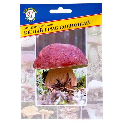 Белый гриб еловый - Boletus edulis - Грибы Уломы Железной