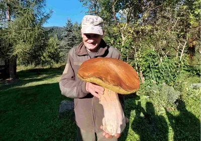 Белый гриб настоящий (Boletus edulis) – Грибы Сибири [Вложение: 27826]