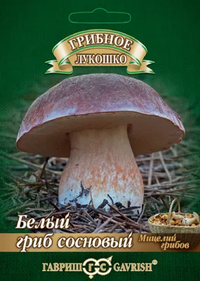 Белый гриб берёзовый (Boletus form betulicolus) или Boletus edulis form  betulicola | Белый гриб, Грибы, Дикие грибы