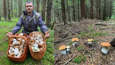 Грибы БЕЛЫЙ ГРИБ КЛАССИЧЕСКИЙ. Грибы (Мицелий грибов). Семена овощей.  Интернет-магазин Уральский дачник