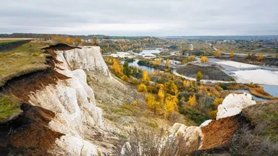 Летом в Воронеже появится первый парк с альпаками в Белом Колодце