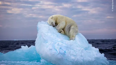 Спящий белый медведь и медузы под северным сиянием: лучшие фотографии дикой  природы 2023 года | Euronews