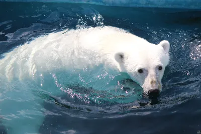 Белый медведь (Ursus maritimus) — Зоопарк «Лимпопо» г. Нижний Новгород –  Нижегородский зоопарк