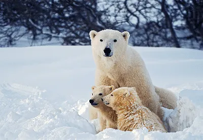 Белый медведь (Ursus maritimus) — Зоопарк «Лимпопо» г. Нижний Новгород –  Нижегородский зоопарк