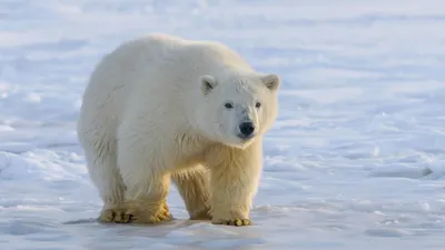 Арктика без хозяина: когда исчезнет белый медведь? – GoArctic.ru – Портал о  развитии Арктики