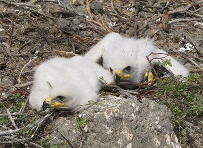 Белое Bellied Leucogaster Haliaeetus орла моря, также известный как белый  Breasted орел моря большая суточная хищная птица Стоковое Фото -  изображение насчитывающей ангстрома, однобортный: 170128374