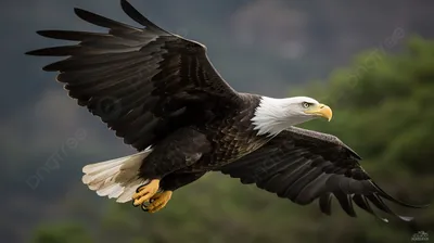 Белый пузатый морской орел! | Animals, Animals beautiful, Sea eagle