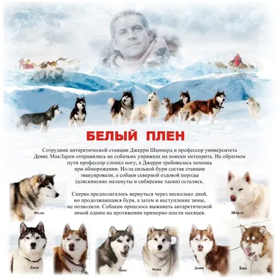 БЕЛЫЙ ПЛЕН\" / \"Eight Below\" — Сообщество «Киноманы» на DRIVE2