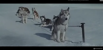 Белый плен (Eight Below) онлайн | Go3