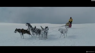 Белый плен (Blu-ray) (Eight Below) – Bluraymania