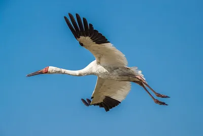 Белый журавль (Grus leucogeranus) — Зоопарк «Лимпопо» г. Нижний Новгород –  Нижегородский зоопарк