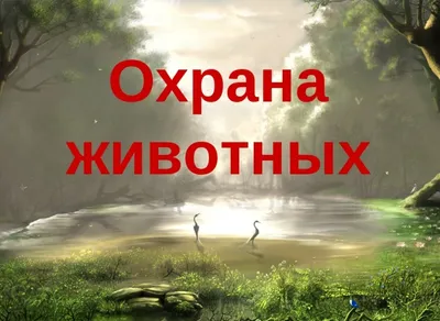 Экологический проект «Береги природу!» — Детский сад №38