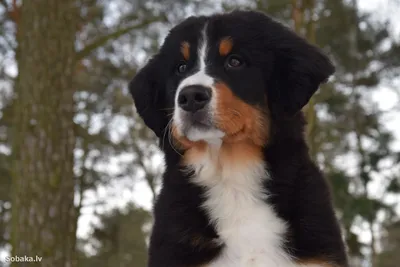 Kennel Mountain Dog \"BERN HAUS on OKA\" - Bern Haus On Oka Kamal (10 months  old, Gandalf @ Nirvana) #bernesemountaindog #bernersennen  #bernersofinstagram #bernersennenhund #bernerlove #bernerlife  #bernermountaindoglovers #bernerstyle #dog ...