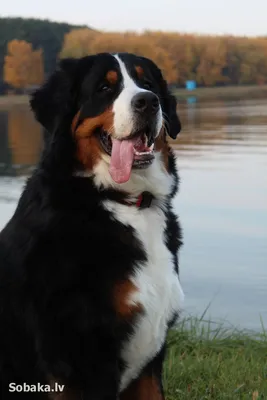 Kennel Mountain Dog \"BERN HAUS on OKA\" - #собака🐶 #собакамечты  #bmdpuppylove #bernersennen #bernersennenhund #bernerstyle #bernerlovers  #bernermountaindog #bernermountaindoglovers #bernersemountaindog  #bernersofinstagram #bernersennenpuppy ...