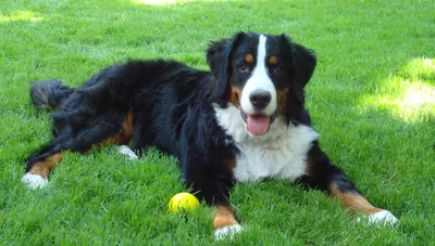 бернский зенненхунд Bern Mountain Dog Stock Photo | Adobe Stock