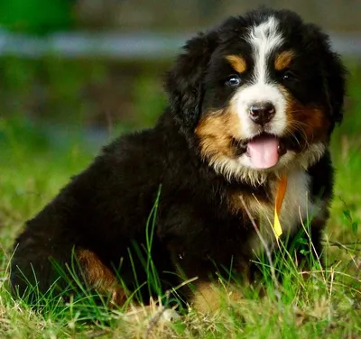 бернский зенненхунд Bern Mountain Dog Stock Photo | Adobe Stock