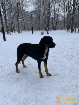 🐶 Берн в багажник, или место для собаки в машине — Volkswagen Tiguan (2G),  1,4 л, 2018 года | наблюдение | DRIVE2