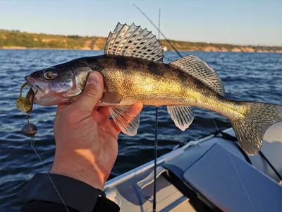 Морской судак — Википедия