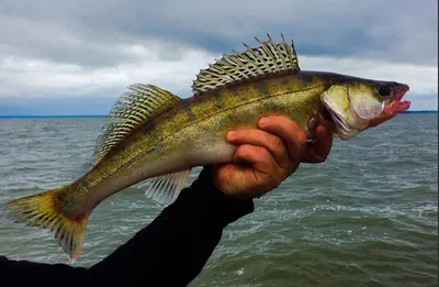 Рыба судак: особенности, виды, описание - Frost Fish