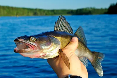 Рыба Лучепёрная Берш - «🐠Если КЛЮЁТ, то ВЕЗЁТ по-крупному😊Редкостная рыба  попала на крючок и получился из неё вкусный деликатес » | отзывы