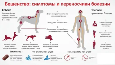 Бешенство у собак и кошек: симптомы, первые признаки, профилактика и  вакцинация