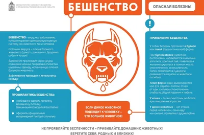 Бешенство: механизм передачи, симптомы, профилактика / Новости Дубны /  Официальный интернет-портал органов местного самоуправления городского  округа Дубна Московской области