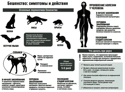 Бешенство - ТОГБУЗ «Городская больница им. С.С.Брюхоненко г. Мичуринска»