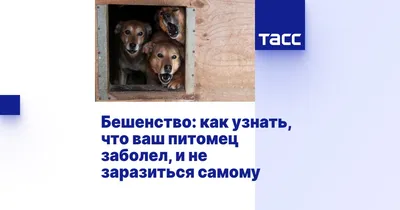 Осторожно бешенство!