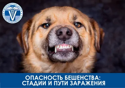 Бешенство у собак: что нужно знать хозяину🐕🦠🤒 | Собаки, Костёнки и не  только | Дзен