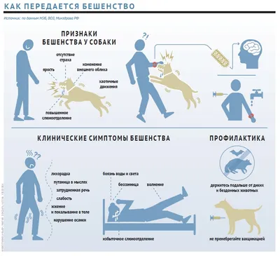 Профилактика Бешенства