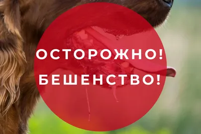 В лесу возле Свободного собака заразилась бешенством — Амурская правда,  новости Благовещенска и Амурской области