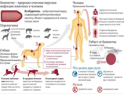 Бешенство и его профилактика