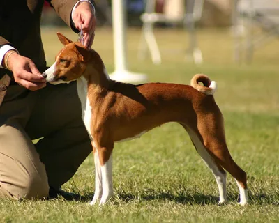 Басенджи: фото, характер и описание нелающей собаки - Purina ONE®