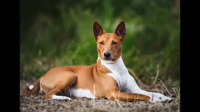 Басенджи (Basenji) - это очень умная, веселая и независимая порода собак.  Фото, описание, отзывы.