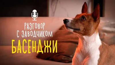 Басенджи - «Басенджи - кошка в собачьей шкуре!» | отзывы