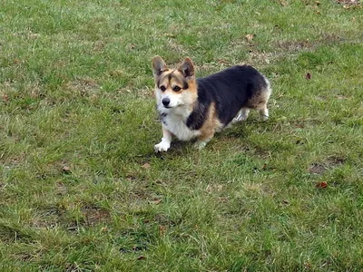 Корги с хвостом или без хвоста? Вот в чем вопрос! | Vseocorgi