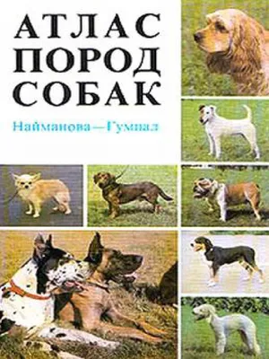 SOBAKI.PRO | Породы собак | Цвергшнауцер | Фото 44277