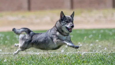 Happy_Pet Костюм комбинезон лягушка для собак